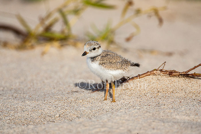 Piping Plover