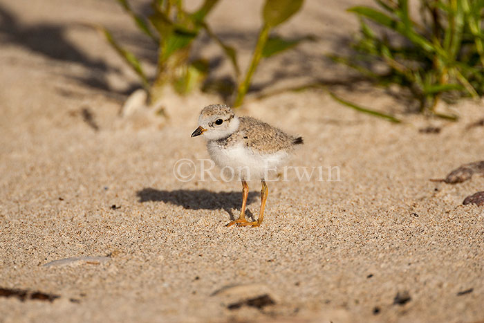 Piping Plover