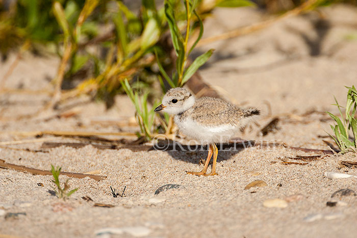 Piping Plover