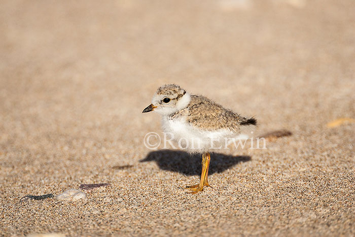 Piping Plover