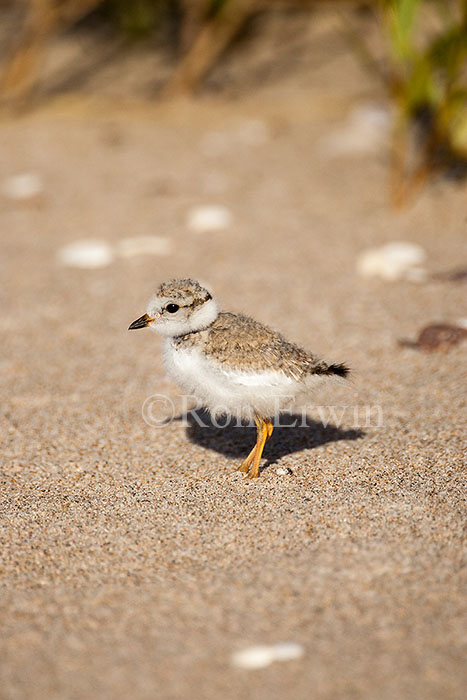 Piping Plover