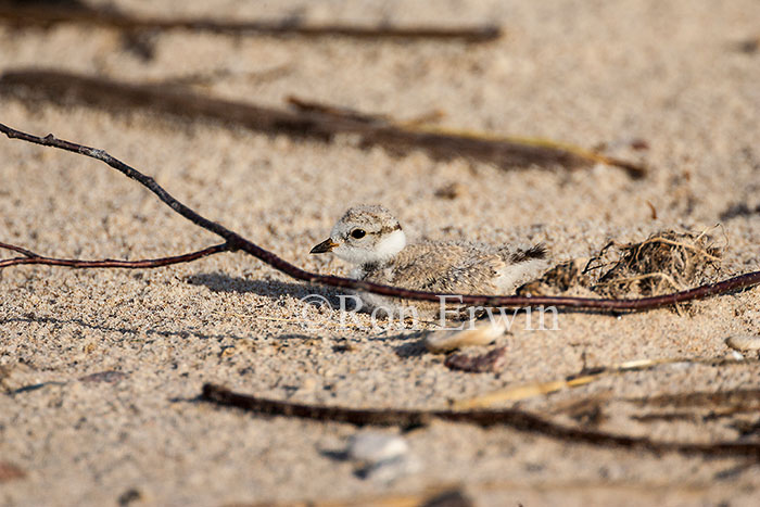 Piping Plover