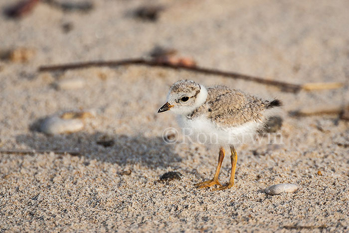 Piping Plover