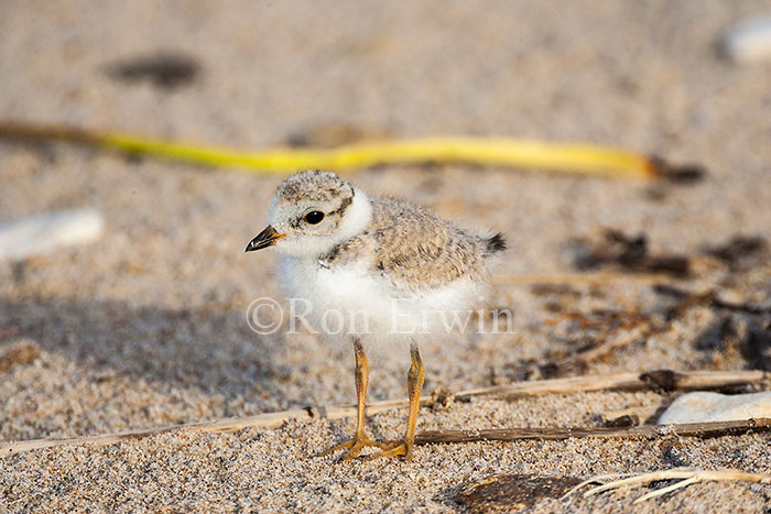 Piping Plover