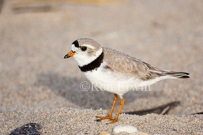 Piping Plover