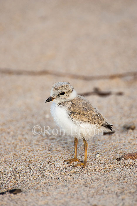 Piping Plover