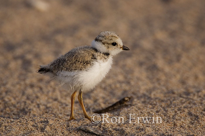 Piping Plover Chick