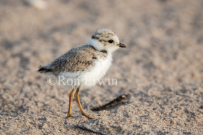 Piping Plover