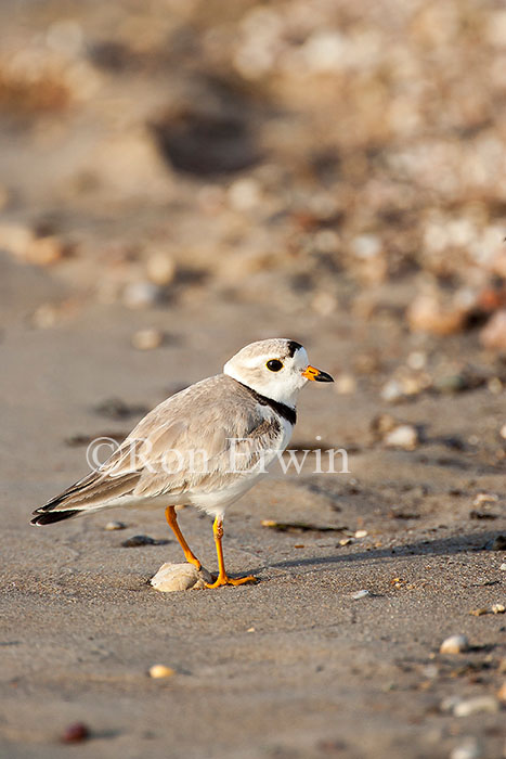 Piping Plover