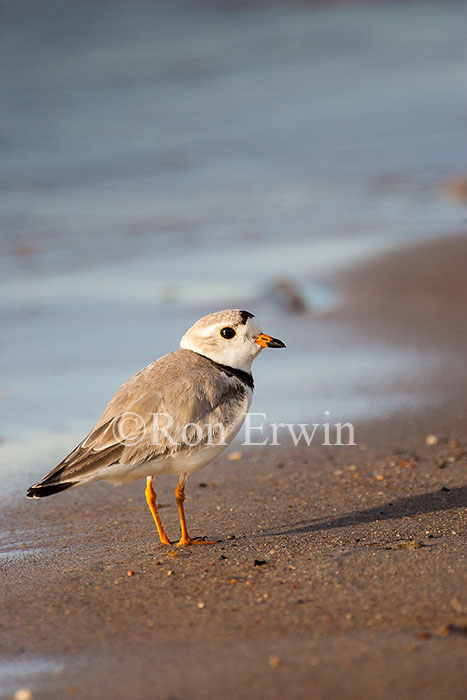 Piping Plover