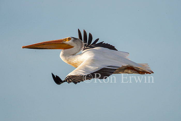 American White Pelican