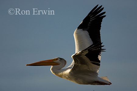 Pelican in Flight