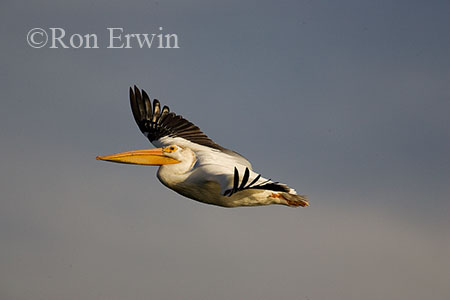Pelican in Flight