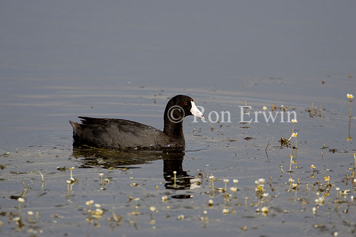 American Coot