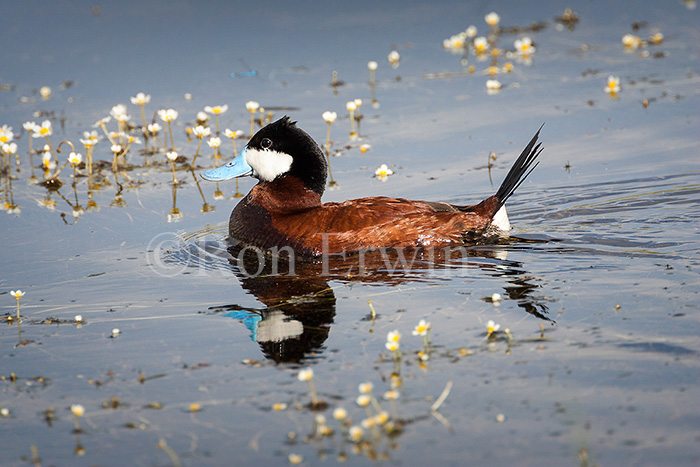 Male Ruddy Duck