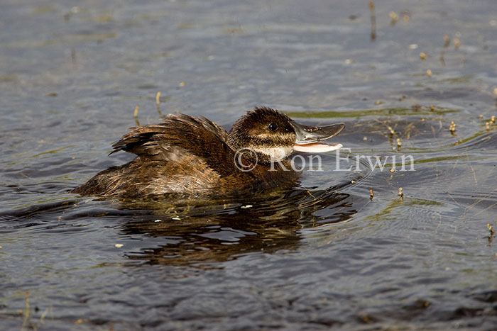 Ruddy Duck