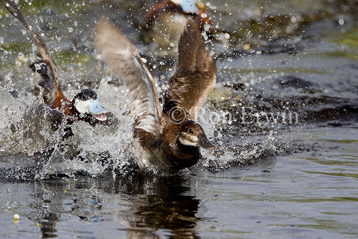 The Chase