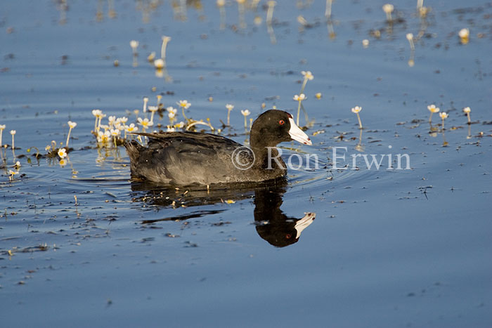 American Coot