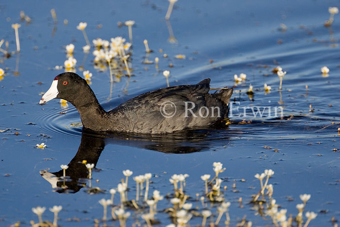 American Coot