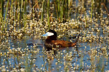 Male Ruddy Duck
