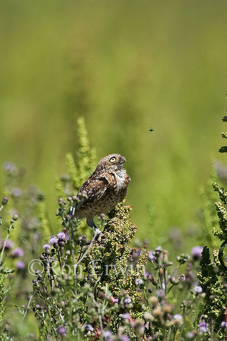 Burrowing Owl
