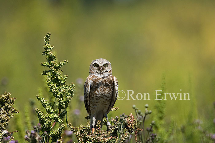 Burrowing Owl