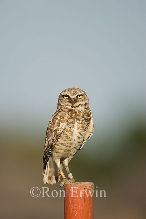 Burrowing Owl