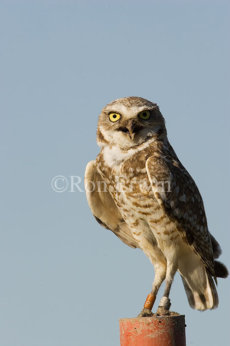 Burrowing Owl