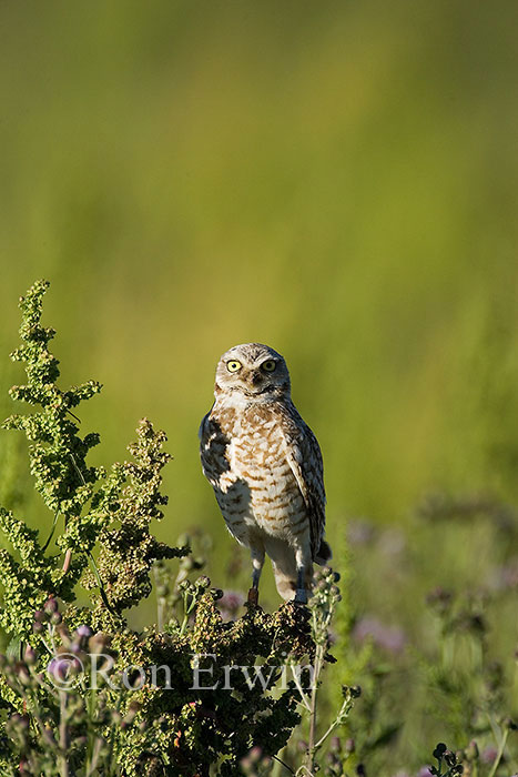 Burrowing Owl