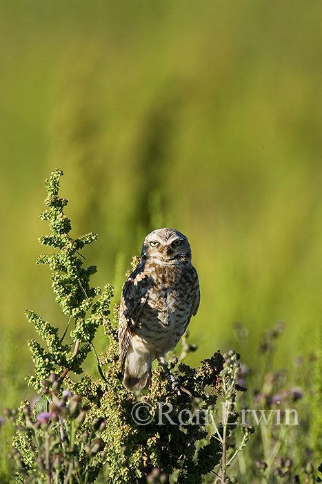 Burrowing Owl