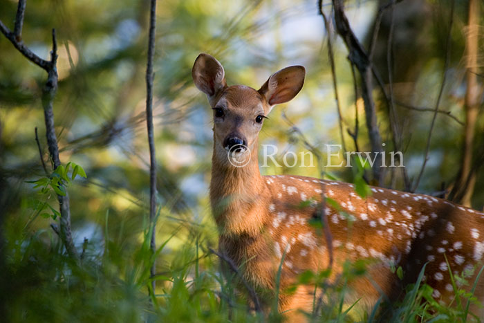 Fawn