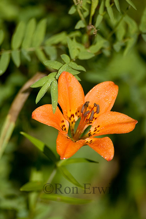 Western Red Lily