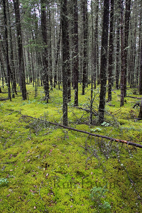 Saskatchewan Boreal Forest