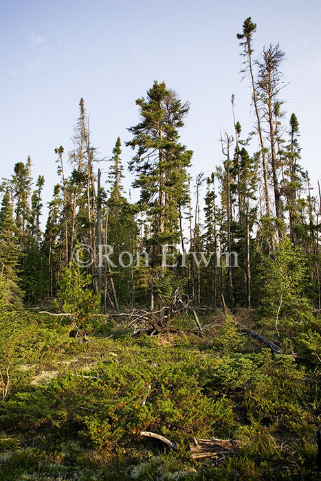 Manitoba Lowlands