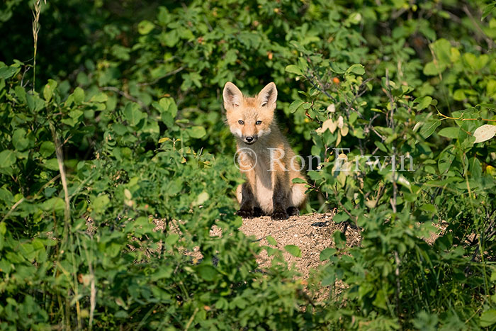 Red Fox Pup
