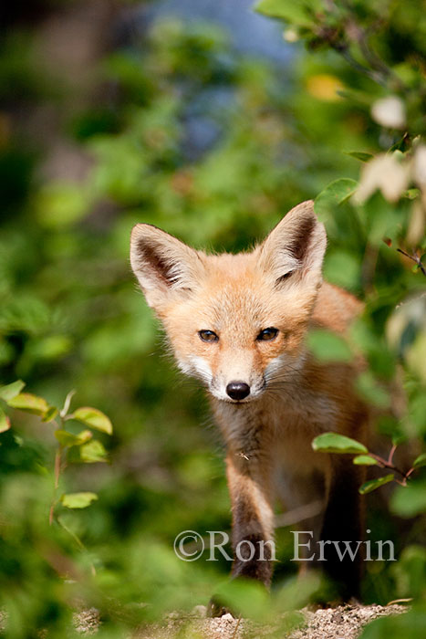 Red Fox