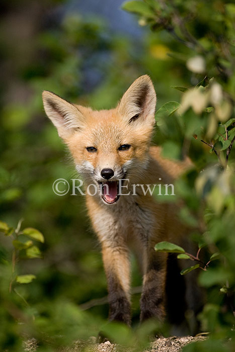 Red Fox