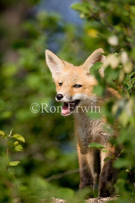 Red Fox