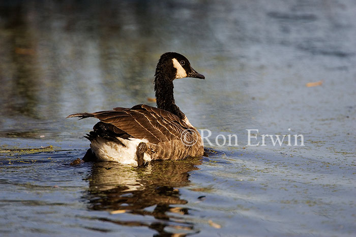 Canada Goose
