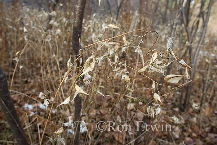 The Invasive Dog-strangling Vine