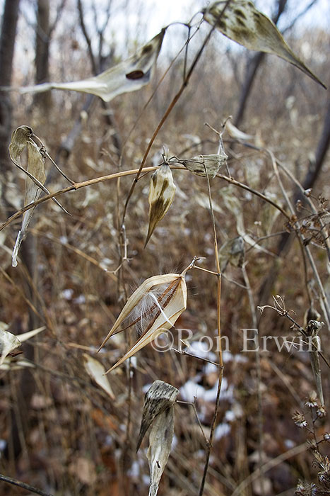 The Invasive Dog-strangling Vine