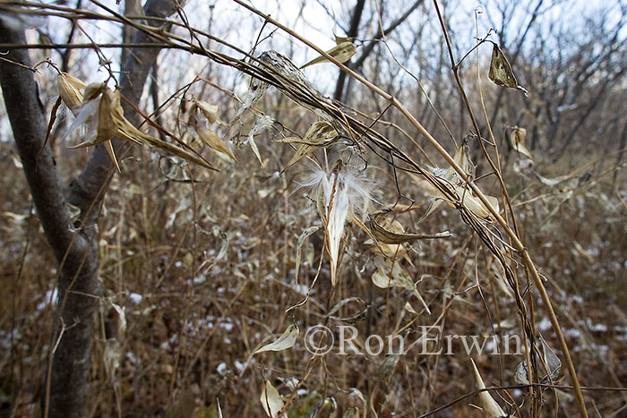 Invasive Dog-strangline Vine under Sumac