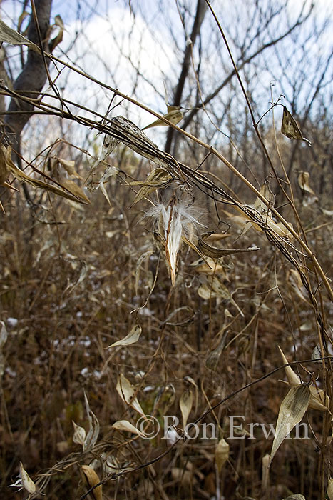 The Invasive Dog-strangling Vine