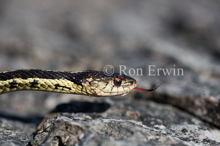 Garter Snake