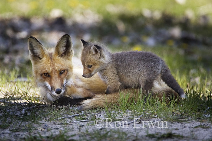 Mother Fox and Kit