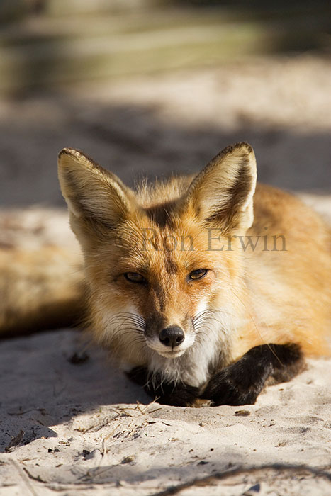 Red Fox