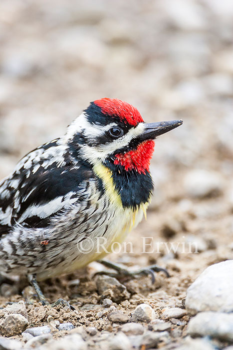 Yellow-bellied Sapsucker
