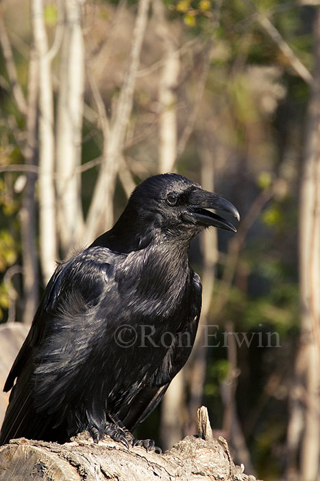 Raven
