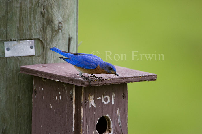 Male Eastern Bluebird