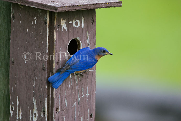 Eastern Bluebird